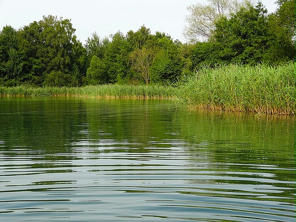 lake-reed-water-summer-preview